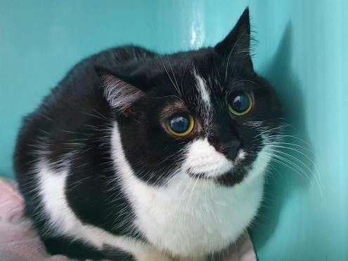 Chat De 5 Ans Femelle Au Pelage Noir Et Blanc A Adopter Petite Annonce Chat