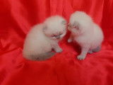 Vente de 2 chatons Scottish Fold mâles blue point nés en mai 2021