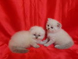 Vente de 2 chatons Scottish Fold mâles blue point nés en mai 2021