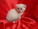 Vente de 2 chatons Scottish Fold mâles blue point nés en mai 2021