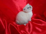 Vente de 2 chatons Scottish Fold mâles blue point nés en mai 2021