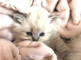 3 chatons British Longhair nés en 2021, 1 mâle et 2 femelles blue golden shaded point à réserver