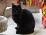 Chatte noire âgée de 3 ans cherche sa famille d’adoption