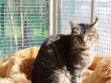 Chat brown blotched tabby m&acirc;le de 3 ans disponible pour l&rsquo;adoption