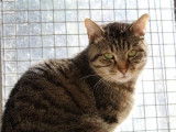 Chat brown blotched tabby m&acirc;le de 3 ans disponible pour l&rsquo;adoption