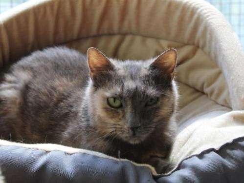 Chatte Silver Shaded De 4 Ans Proposee Pour Adoption Petite Annonce Chat Chatte Silver Shaded De 4 Ans Proposee Pour Adoption Petite Annonce Chat