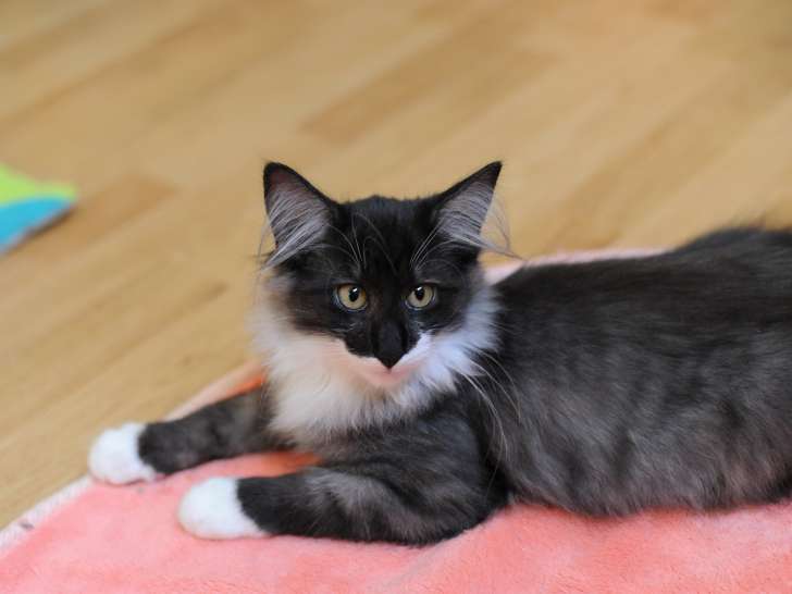 Shalimar, chat Norvégien femelle LOOF à vendre
