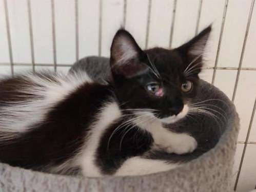Une chatonne noire et blanche de juin 2021 à adopter