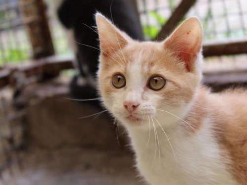Un chaton roux et blanc mâle de mai 2021 à céder
