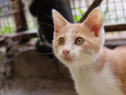 Un Chaton Roux Et Blanc Male De Mai 21 A Ceder Petite Annonce Chat Un Chaton Roux Et Blanc Male De Mai 21 A Ceder Petite Annonce Chat