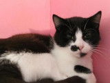 Une chatte née de deux ans bicolore noire et blanche à donner
