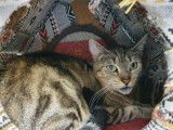 Une chatte adulte de 5 ans de couleur brown tabby disponible &agrave; l'adoption