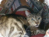 Une chatte adulte de 5 ans de couleur brown tabby disponible &agrave; l'adoption