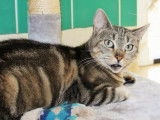 Une chatte adulte de 5 ans de couleur brown tabby disponible &agrave; l'adoption