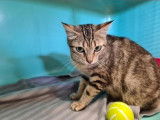 Chat femelle brown tabby d’un an disponible pour adoption
