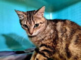 Chat femelle brown tabby d’un an disponible pour adoption