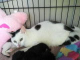 Chat femelle de 2 ans arlequin noir à recueillir
