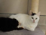 Chat femelle de 2 ans arlequin noir à recueillir
