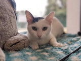 Chat femelle de 2 ans arlequin noir à recueillir