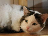À recueillir chat mâle de 8 ans au pelage gris et blanc