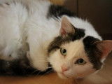 À recueillir chat mâle de 8 ans au pelage gris et blanc