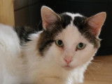 À recueillir chat mâle de 8 ans au pelage gris et blanc