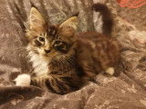 Vente d’un chaton Maine Coon mâle brown blotched tabby et blanc de 2021