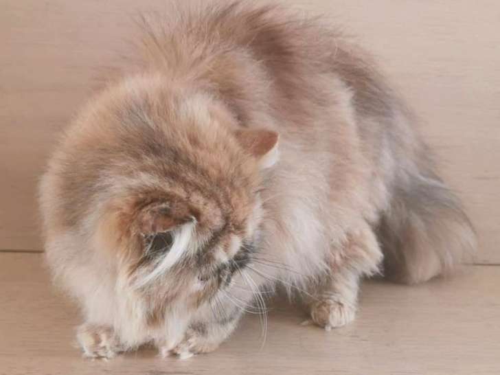 Un chaton mâle marron Persan né en janvier 2021 à céder