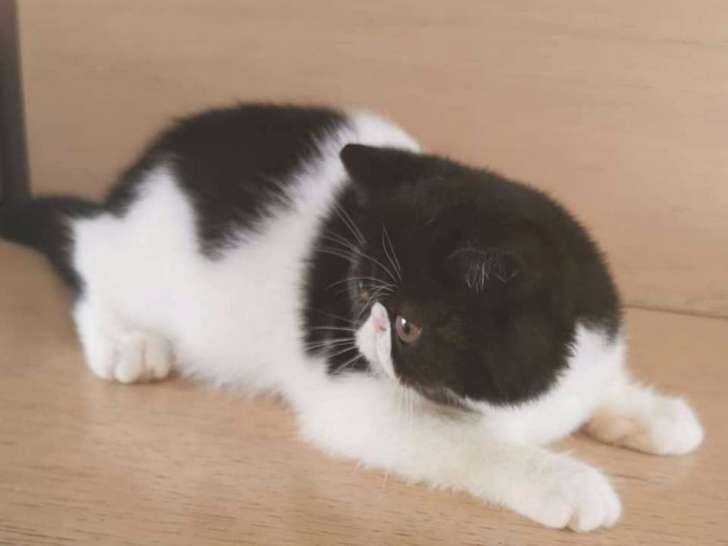 Un chaton mâle blanc et noir Exotic Shorthair à vendre