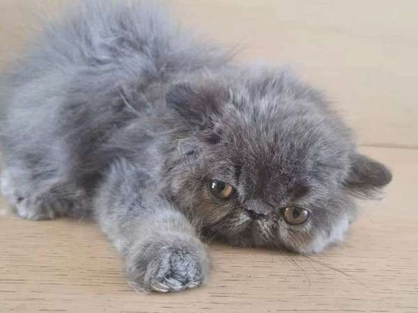 Un chaton mâle Persan gris de mars 2021 disponible