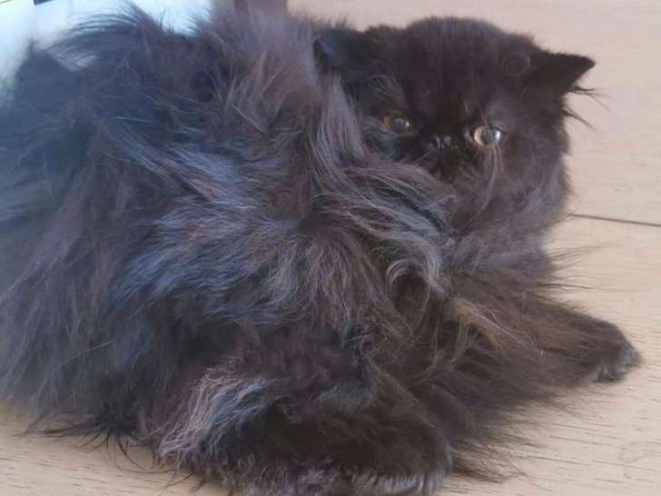 En vente un chaton Persan noir