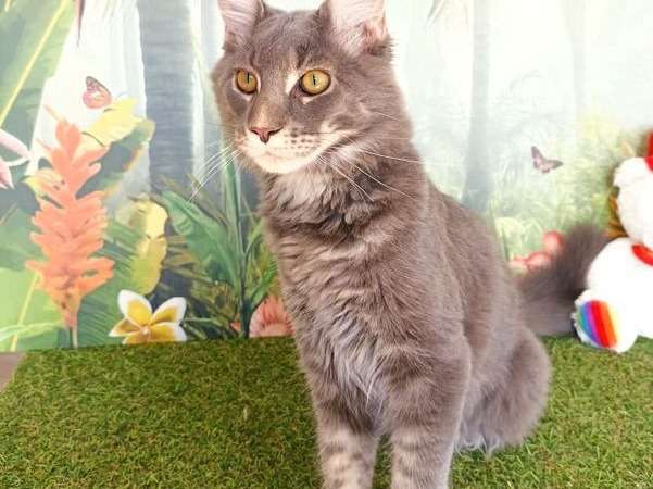 Un chaton mâle Maine Coon de couleur bleue silver, né en mars 2021 à acheter