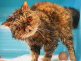Une chatte adulte de 7 ans de race Exotic Shorthair au pelage brown mackerel tabby cherche famille