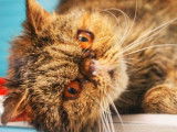 Une chatte adulte de 7 ans de race Exotic Shorthair au pelage brown mackerel tabby cherche famille