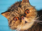 Une chatte adulte de 7 ans de race Exotic Shorthair au pelage brown mackerel tabby cherche famille