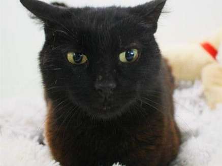 À adopter : une chatte adulte noire de 2 ans et demi, née en 2019