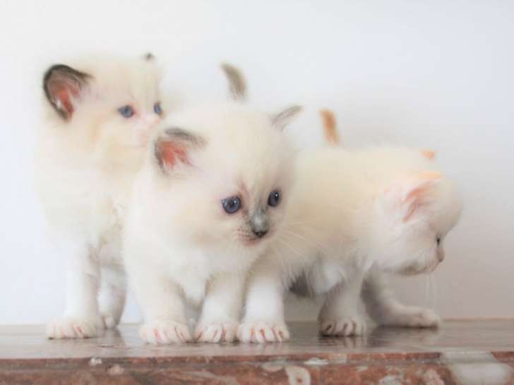 À réserver : 7 chatons Ragdoll (5 mâles et 2 femelles) nés en août 2021