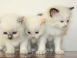 À réserver : 7 chatons Ragdoll (5 mâles et 2 femelles) nés en août 2021