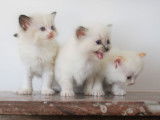 À réserver : 7 chatons Ragdoll (5 mâles et 2 femelles) nés en août 2021