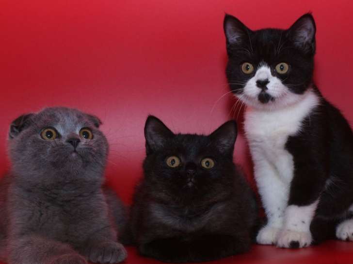 Trois chatons mâles Scottish, nés en mai 2021 disponibles à la vente
