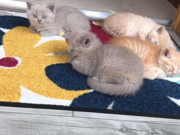 4 adorables chatons Scottish Straight (ex British) à vendre