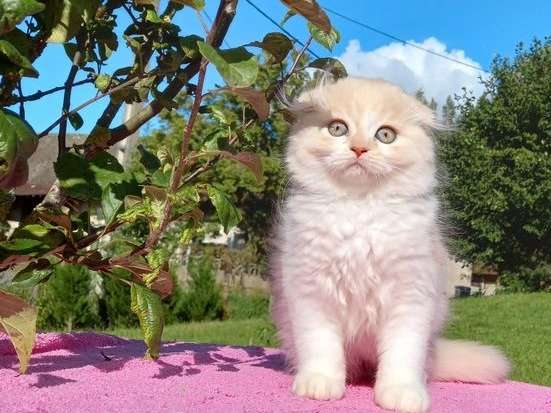 Disponible à la vente : un chaton mâle Highland Fold red smoke et blanc né en juin 2021