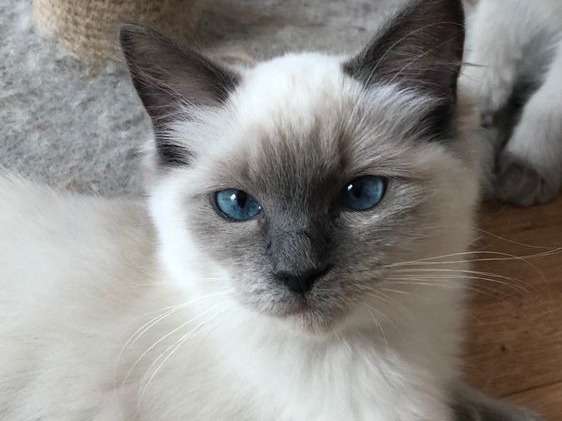 Cinq chatons Ragdoll nés en 2021 disponibles à la vente