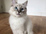 Cinq chatons Ragdoll n&eacute;s en 2021 disponibles &agrave; la vente