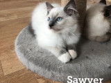 Cinq chatons Ragdoll n&eacute;s en 2021 disponibles &agrave; la vente