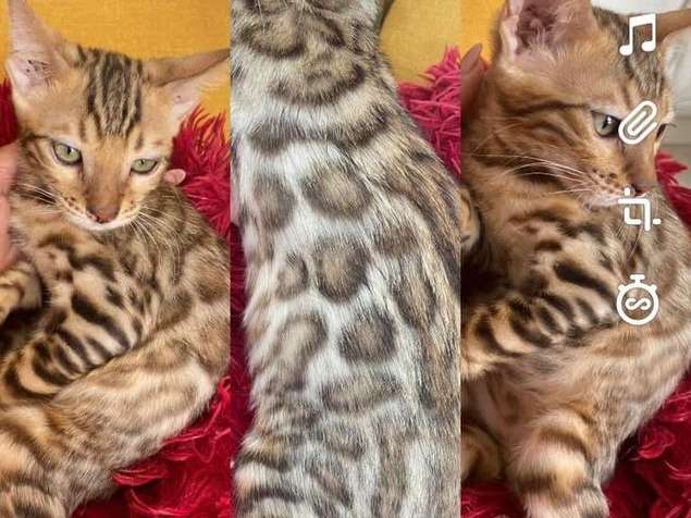 Un chaton mâle Bengal, au pelage brown tabby à motif rosettes né en juin 2021 disponible à la vente
