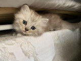 Deux chatons Persan Chinchilla de couleur bleue silver (1 mâle et 1 femelle), nés en 2021 disponibles à la vente