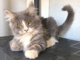 À acheter : un chaton mâle Maine Coon de couleur bleue blotched et blanche né en mai 2021