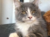 À acheter : un chaton mâle Maine Coon de couleur bleue blotched et blanche né en mai 2021