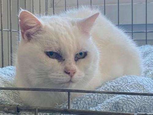 À adopter : un chat mâle adulte de 8 ans de couleur blanche